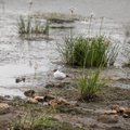Pragaištingos sausros pasekmės: gamtininkai fiksuoja nerimą keliančius vaizdus