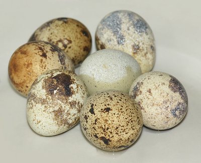 Putpelės kiaušiniai (Mariluna nuotr. / CC BY-SA 3.0)