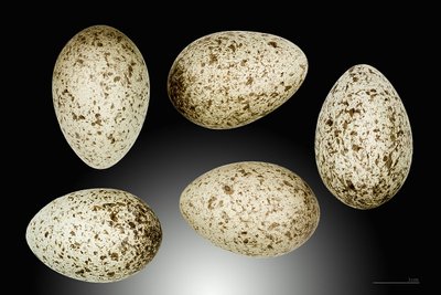 Naminio žvirblio kiaušiniai (Didier Descouens nuotr. / CC BY-SA 3.0)