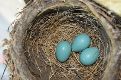 Strazdo klajoklio kiaušiniai (backofthenapkin nuotr. / CC BY-SA 2.0)