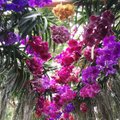 Orchidėjų parodoje – įspūdingos gėlių kompozicijos