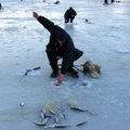 Žvejai neišgaudė jiems skirtos menkių kvotos
