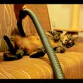 Katė, kuriai patinka būti... siurbliuojamai (video)