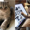 Turbūt mieliausia lietuviška instagramo žvaigždė: internautai seka kiekvieną katino Mobio žingsnį