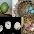 Velykoms visada pasiruošę - įspūdingiausi paukščių dedami kiaušiniai