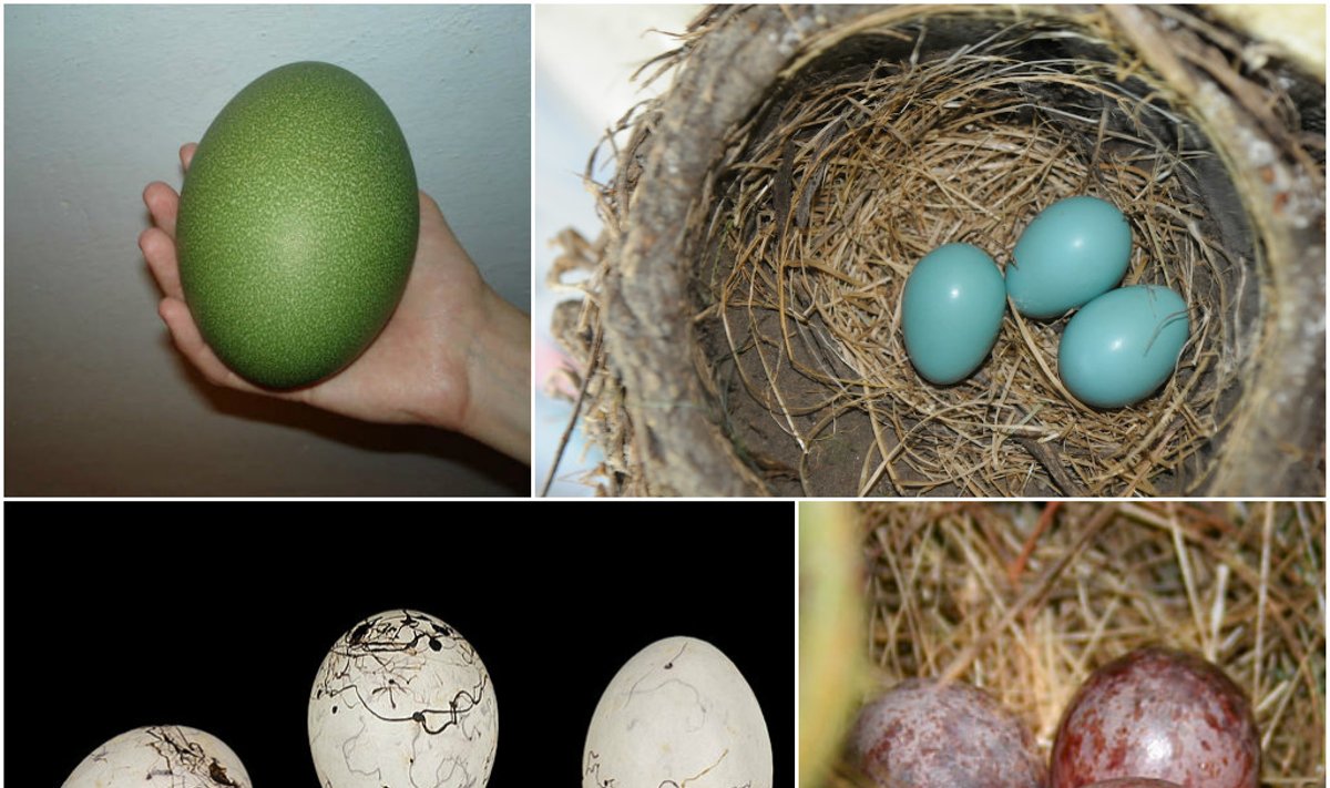 Įvairiaspalviai natūralūs paukščių kiaušiniai (Wikimedia Commons ir Flickr - backofthenapkin, J.M.Gargo, Didier Descouens  nuotr.)