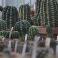 „Žaliasis Aleksotas“: kaip po žiemos sulaukti kaktusų žiedų?