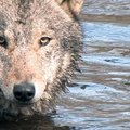 Gamtininko D. Liekio videoblogas: ar būtina Lietuvoje medžioti vilkus? (II)