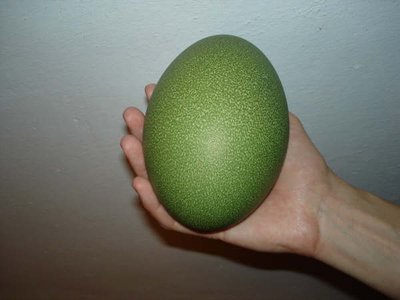 Šalmuotojo kazuaro kiaušinis