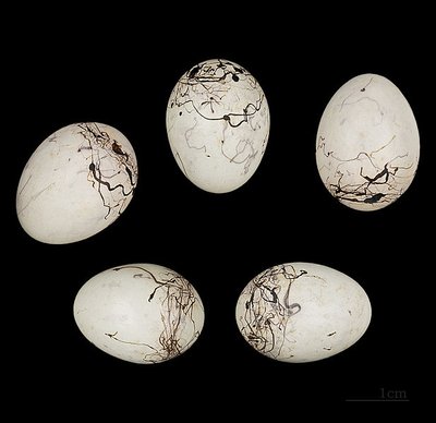 Kalninės startos kiaušiniai (Didier Descouens nuotr. / CC BY-SA 3.0)