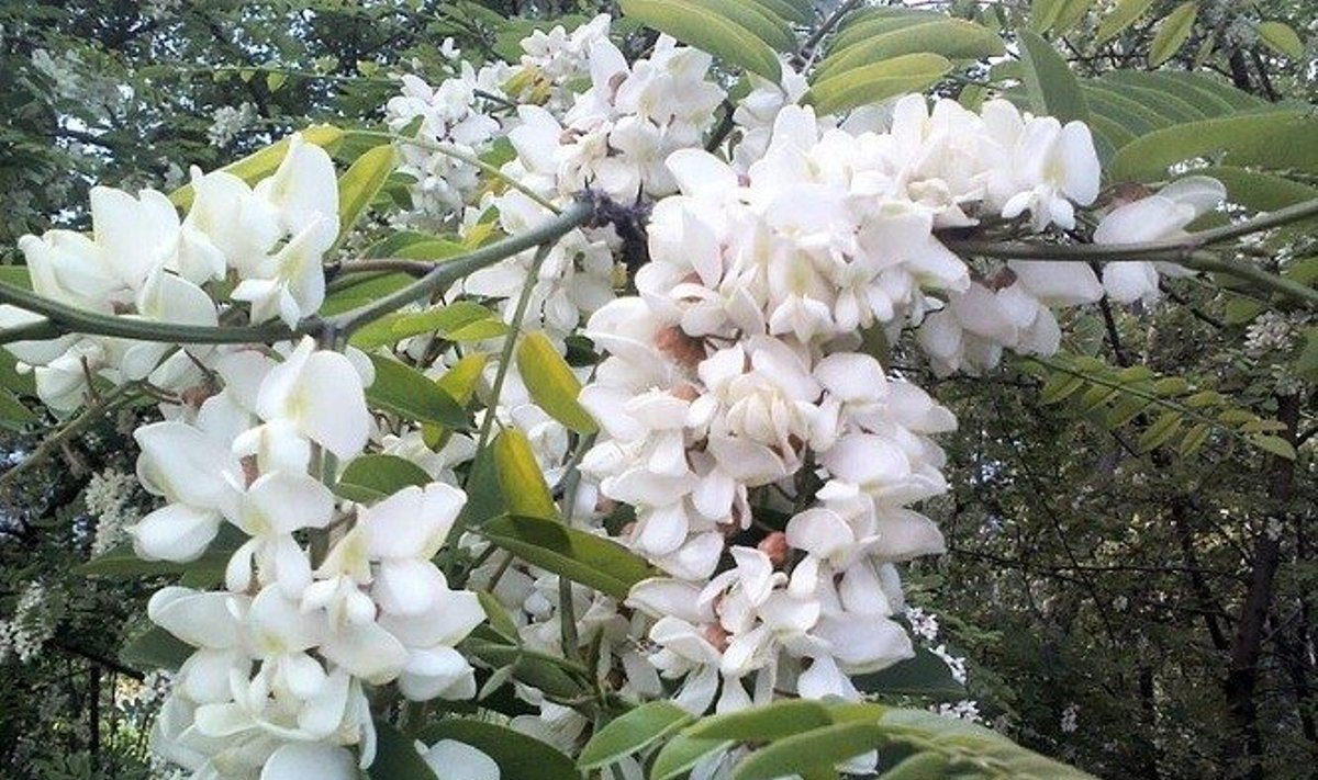 Baltažiedė robinija (Robinia pseudoacacia)