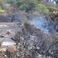Ispanijos La Palmos saloje įsiplieskęs miško gaisras kiek aprimo