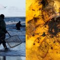Baltijos jūros gintaro gabalėlyje – stulbinamo grožio brangenybė: 40 mln. metų išsilaikęs gėlės žiedas sužavėjo mokslininkus