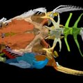 Mokslininkams neduoda ramybės žuvis su unikalia skeleto struktūra
