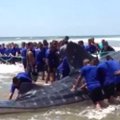Savanorių pastangos išgelbėti bangininį ryklį buvo nesėkmingos
