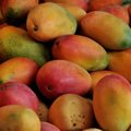 Draudimas įvežti į ES mango vaisius iš Indijos atšaukiamas