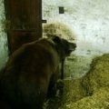 Iš Klaipėdos „Mini Zoo“ konfiskuoti keli gyvūnai