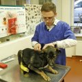 Europos Parlamentas turi pasiūlymą dėl gyvūnų ženklinimo
