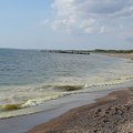Ученые: в Балтийском море распространяются опасные для людей водоросли