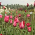 Augalų žavadienis VU Botanikos sode - per 200 žydinčių augalų rūšių