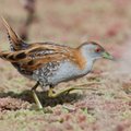 Ornithologists find new bird species in Lithuania