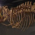 Ginčijamasi, ar Australijoje rastas tiranozauro giminaičio kaulas