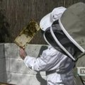 Namines bites bandantys išgelbėti britai jas augina mieste