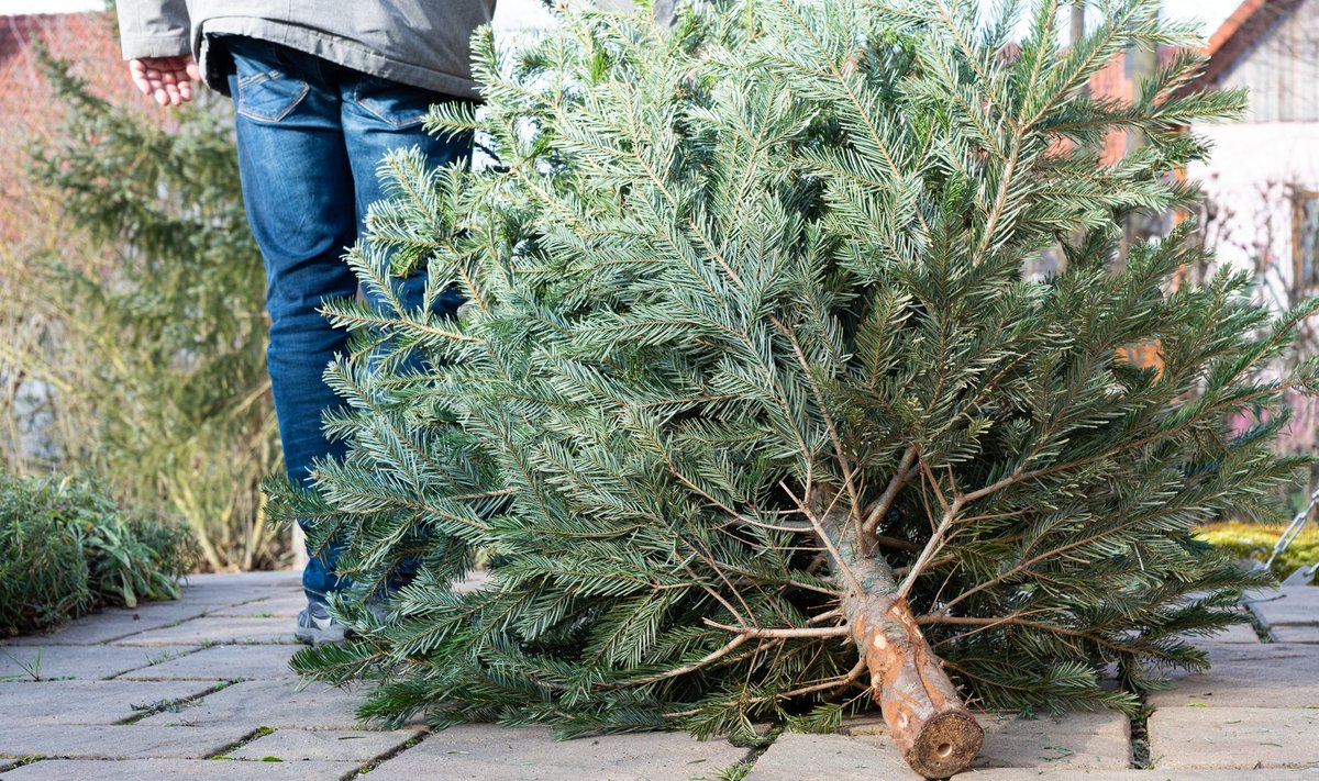 Kalėdų eglutė Shutterstock