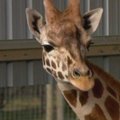 Žirafa iš Naujosios Zelandijos į Australiją atplukdyta specialiame konteineryje