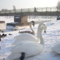 Savanoriai kviečiami prisijungti prie Lietuvoje žiemojančių vandens paukščių apskaitos