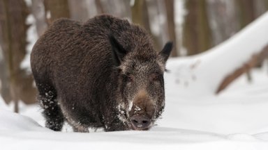 Užklupti pareigūnų bandė išsisukinėti, bet baudos neišvengs: tvarte rasti uždaryti 5 šernai