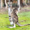 Septynmetį berniuką Australijos miškuose išgelbėjo kengūra