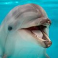 Bando išsiaiškinti, ką šneka delfinai