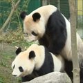 Zoologijos sode Vienoje gyvenančios pandos neatsispyrė gamtos šauksmui