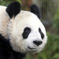 Panda Mei Siang susilaukė jauniklių