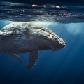 Prie Australijos krantų banginis uodega sunkiai sužalojo nardytoją