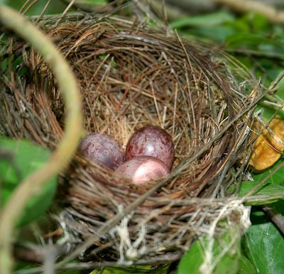 Raudonpilvio biulbiulio kiaušiniai (J.M.Gargo nuotr. / CC BY-SA 3.0)