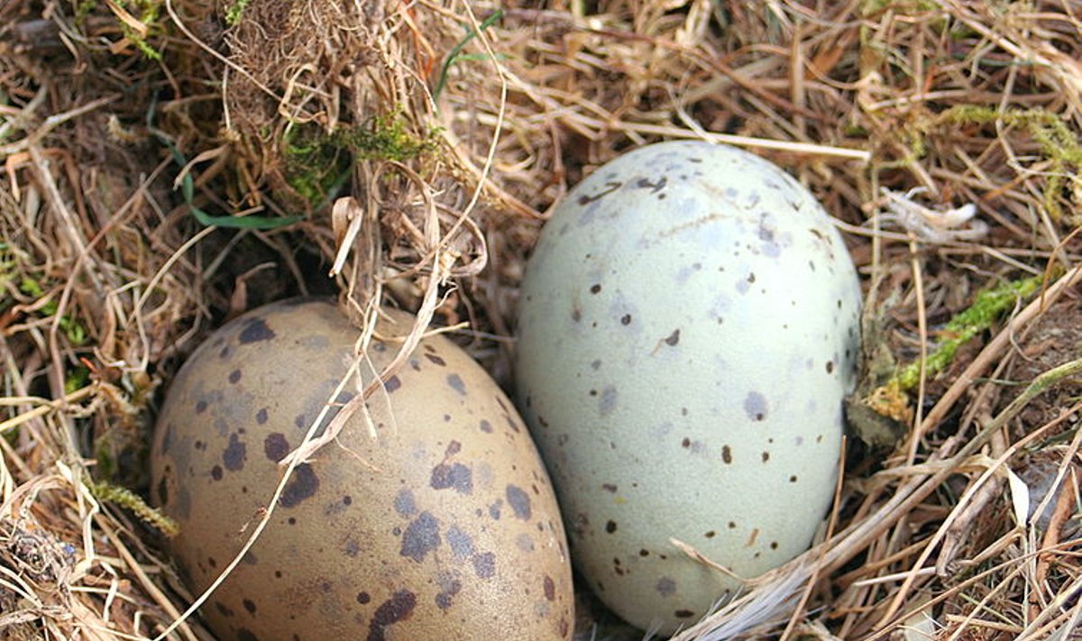 Sidabrinio kiro kiaušiniai (John Haslam nuotr. / CC BY-SA 3.0)