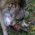 Rokiškio rajone nesiliauja vilkų puotos