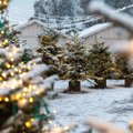 Vilniuje sodins Kalėdų mišką: kviečia išsaugoti šventines eglutes iki pavasario