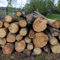 Antrojo pusmečio medienos aukcione daugiausiai medienos nusipirko Lietuvos perdirbimo įmonės