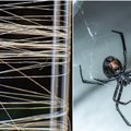 JAV inžinieriai sukūrė medžiagą, kuri yra plona it voratinklis, bet stipresnė už plieną ir kevlarą: kas tai?