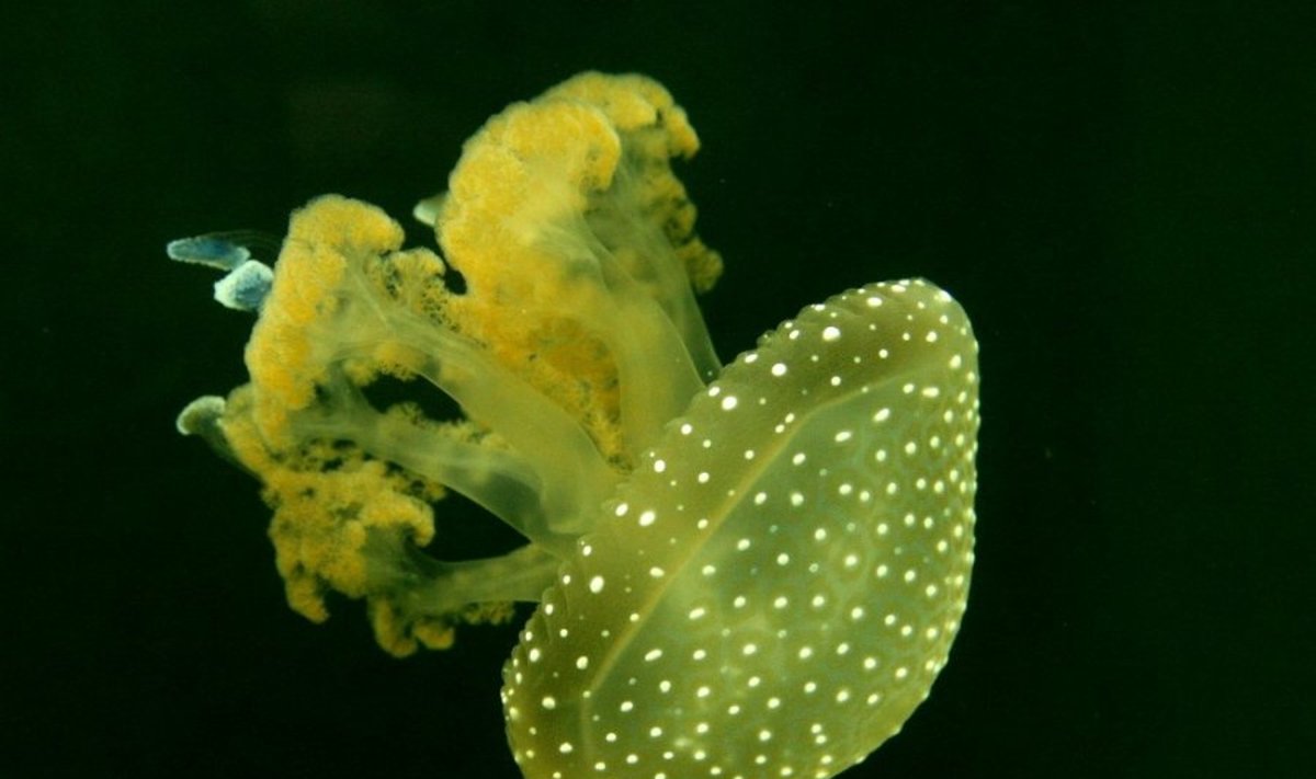 Jūrose yra per daug medūzų, o sąvartynuose per daug sauskelnių. „Cine‘al“ siūlo sprendimą abejoms problemoms