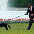 Pastipo tikra Baltųjų rūmų žvaigžde buvęs Baracko Obamos šuo