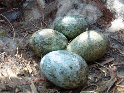 Juodosios varnos kiaušiniai (Nottsexminer nuotr. CC BY-SA 2.0)