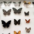 Egzotinių gyvūnų konferencijos atgarsiai: kaip namuose auginti drugelį?