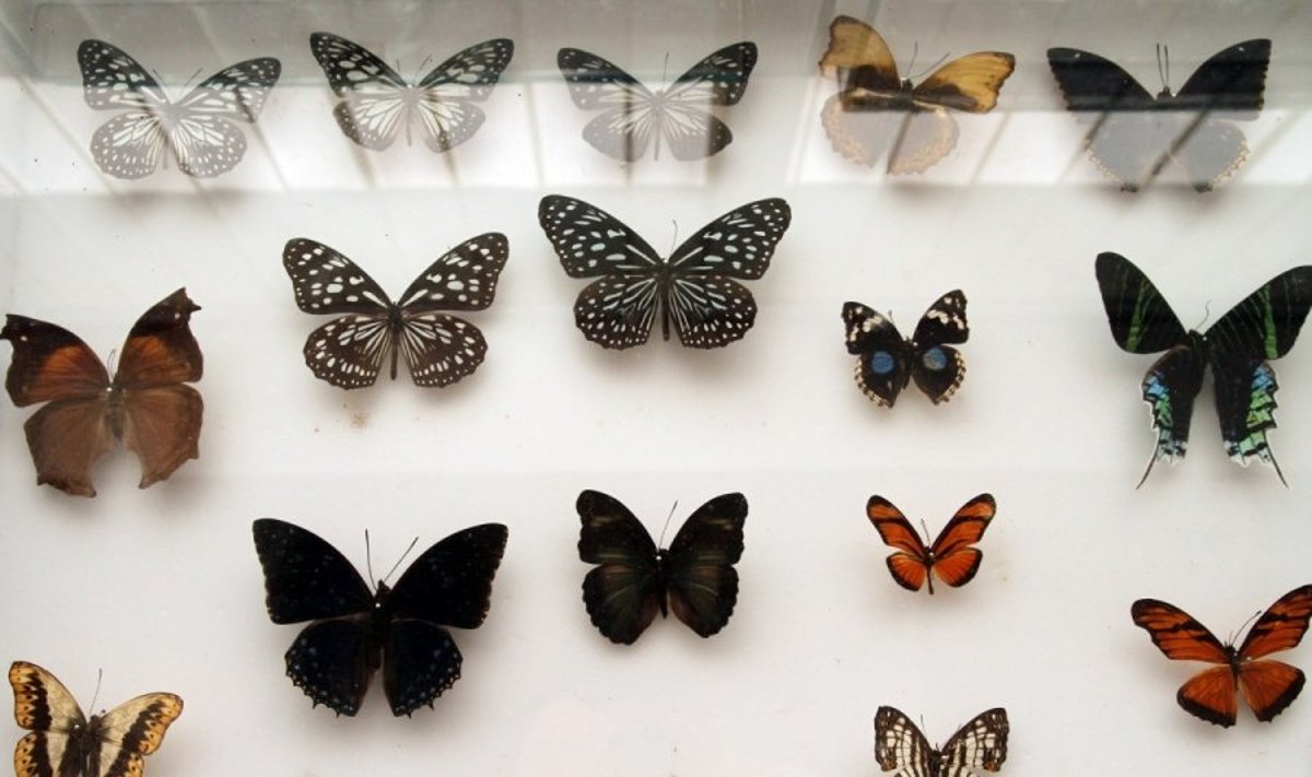 Egzotinių gyvūnų konferencija - drugelių kolekcija