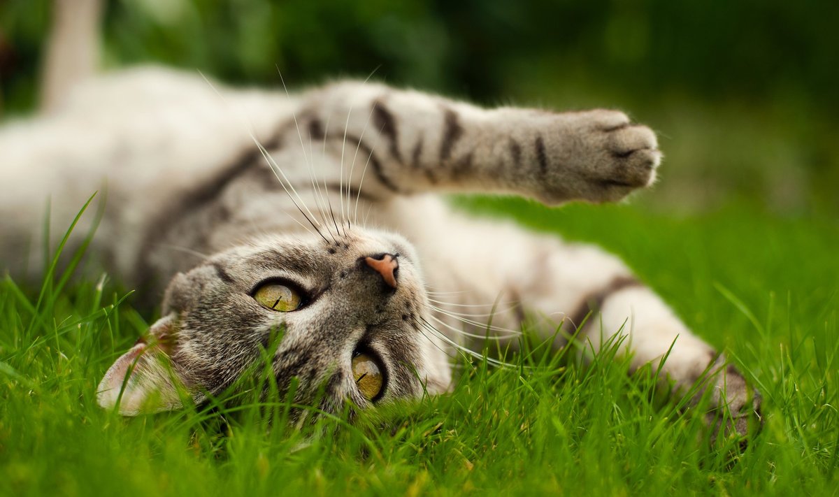 Почему кошки так часто потягиваются: о пользе растяжки - Delfi RU