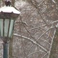 Pro kameros akutę: sniegas Vilniuje