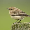 Lietuvoje atrasta nauja paukščių rūšis
